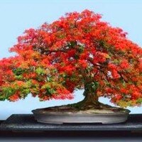 bonsai1