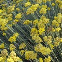 helichrysum