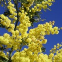 mimosa1