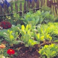 Cosa fare per avere un orto in casa