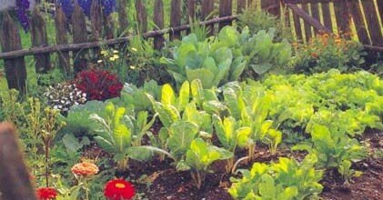 Cosa fare per avere un orto in casa